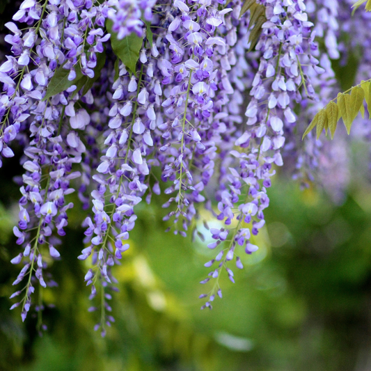 Purple wisteria flowers